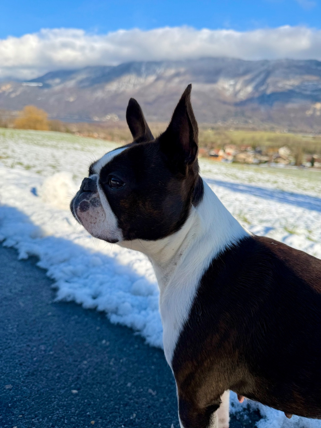 T ARYA des Jardins de Passiflore